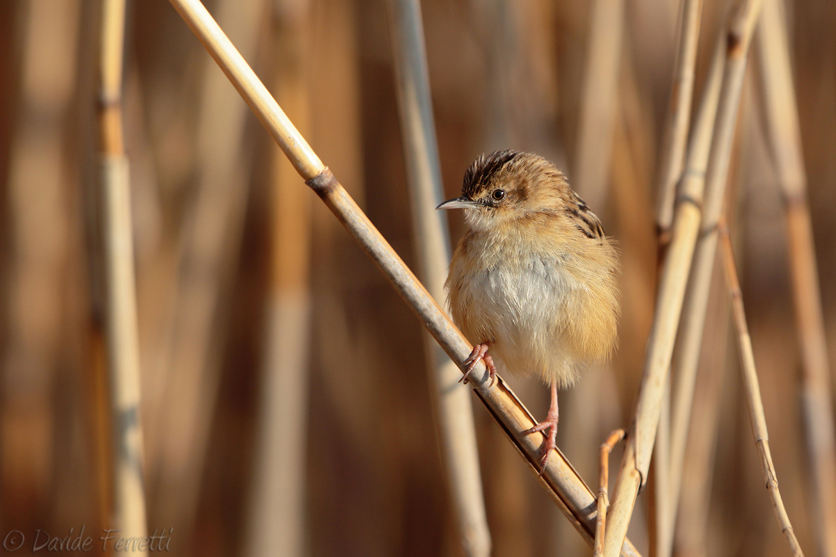 Beccamoschino (Zitting cisticola)