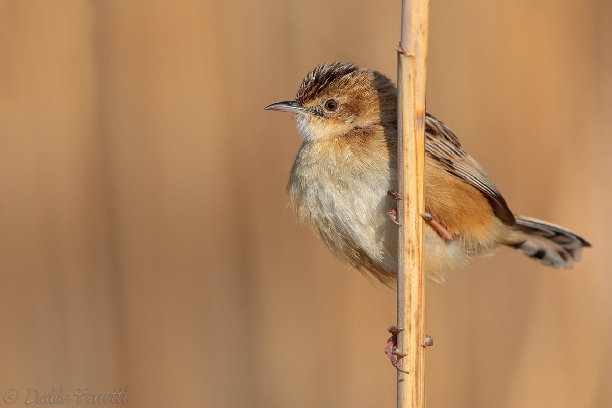 Beccamoschino (Zitting cisticola)