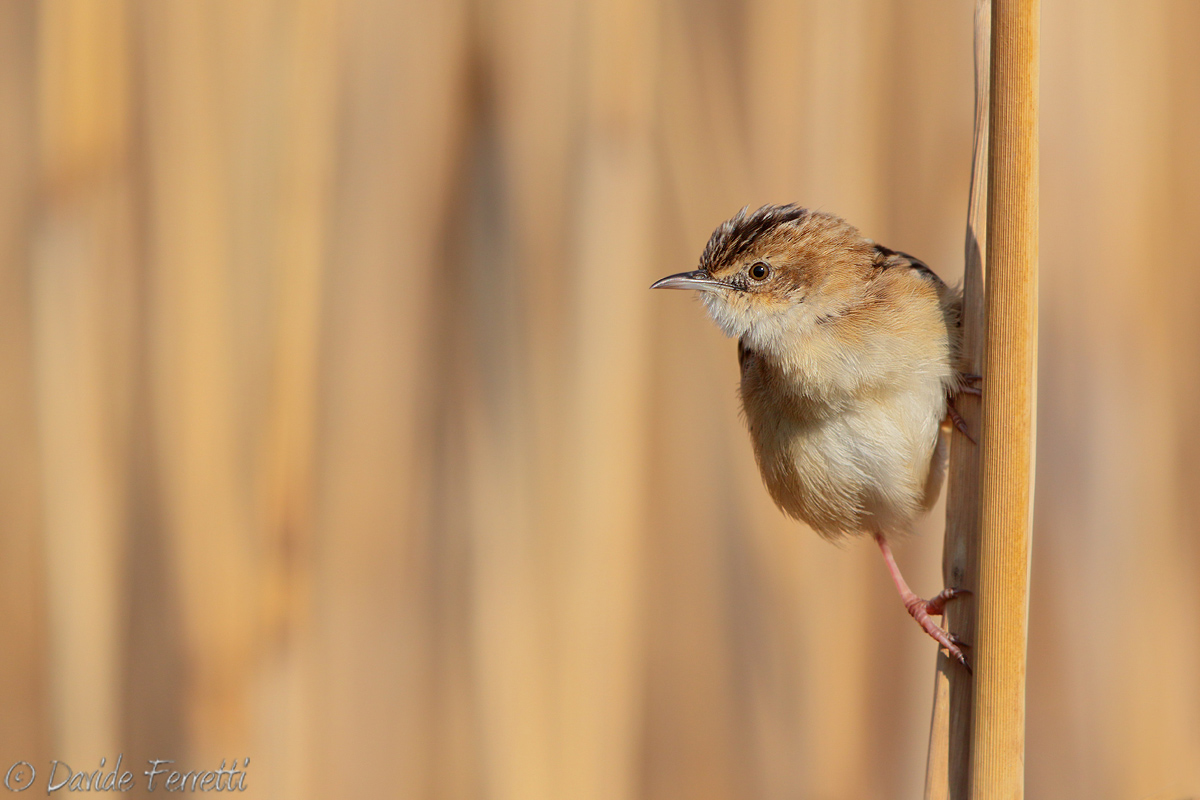 Beccamoschino (Zitting cisticola)