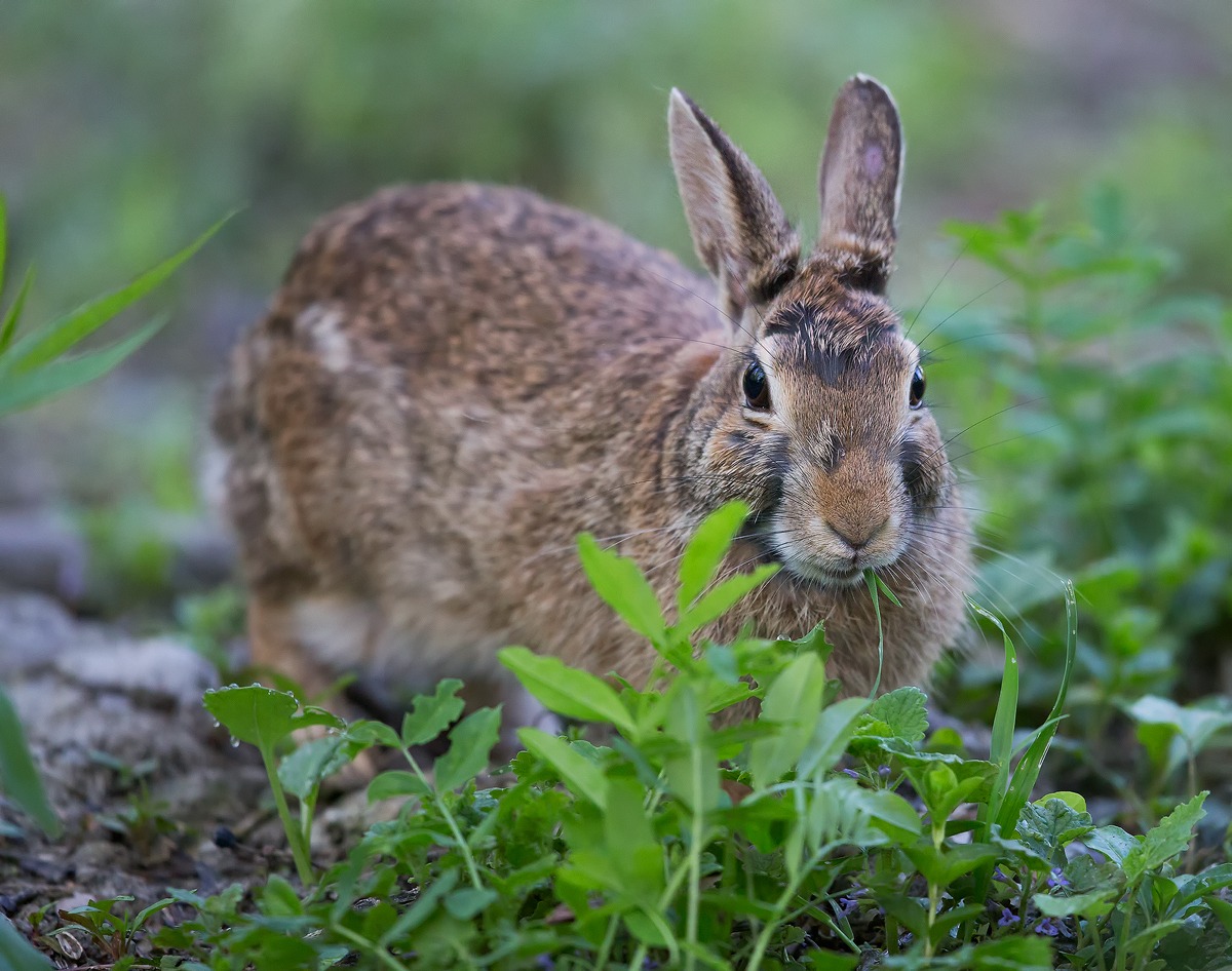 Leveret