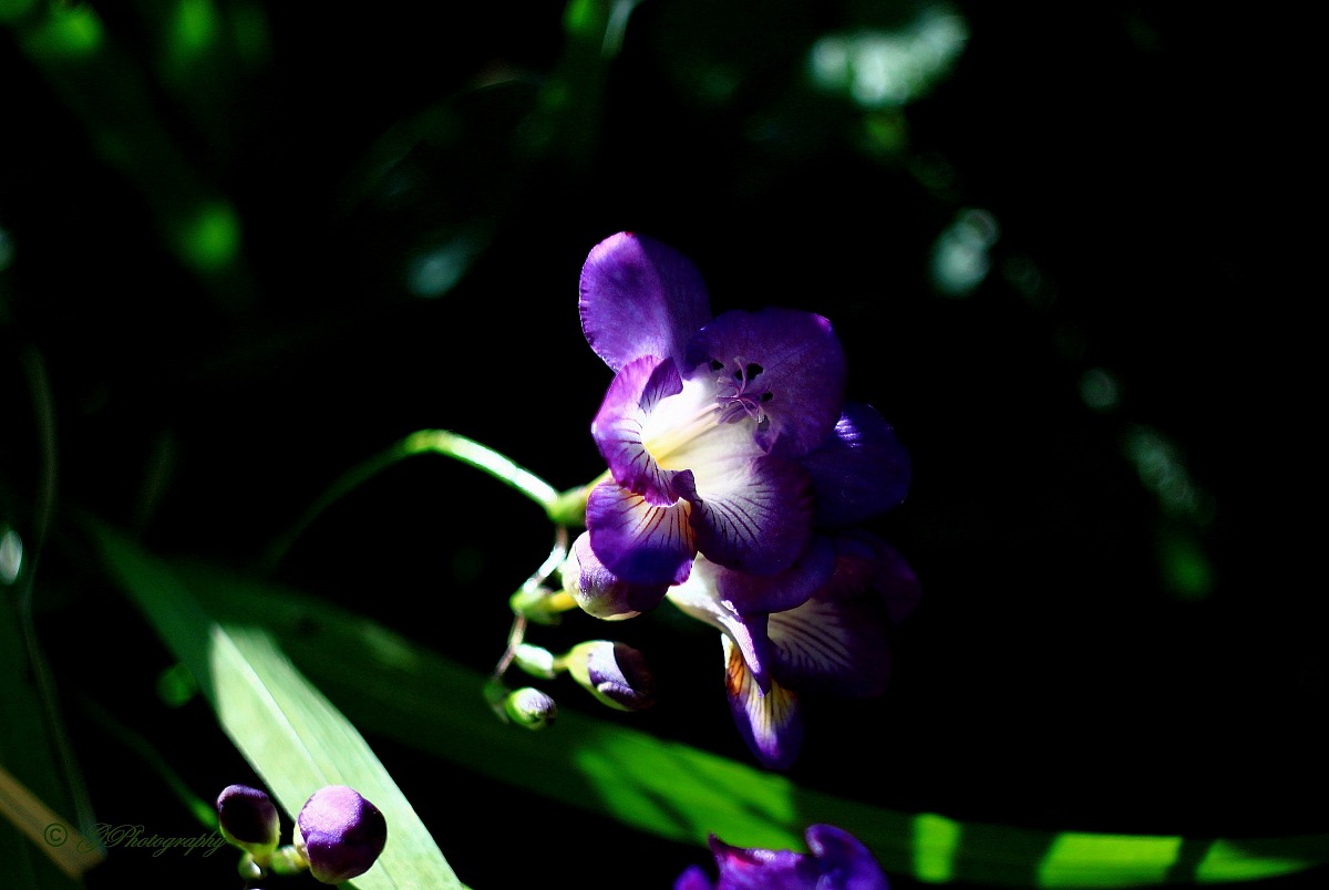 Transparencies morning