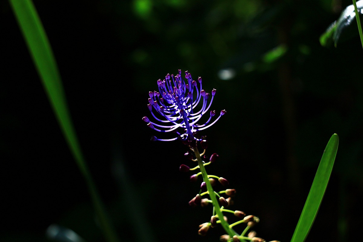 Cipollaccia Turchina