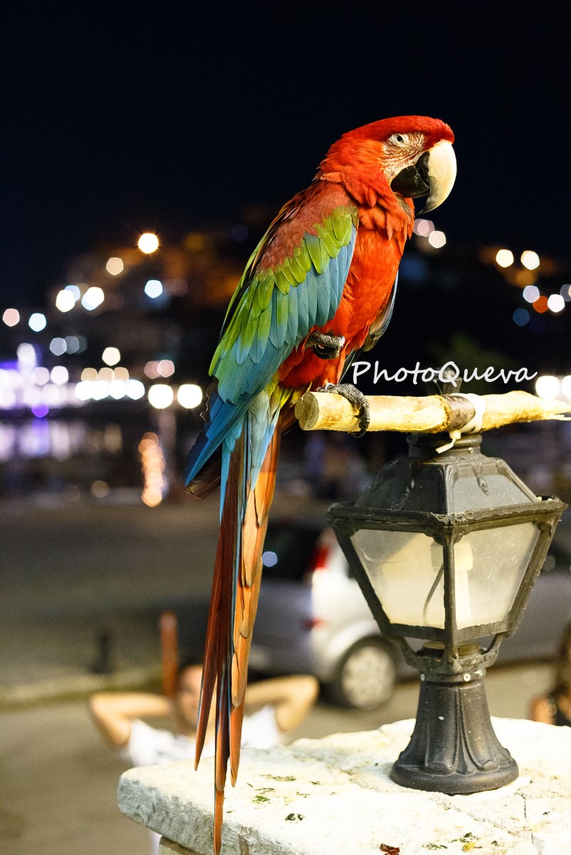 Il Pappagallo del market di Sivota