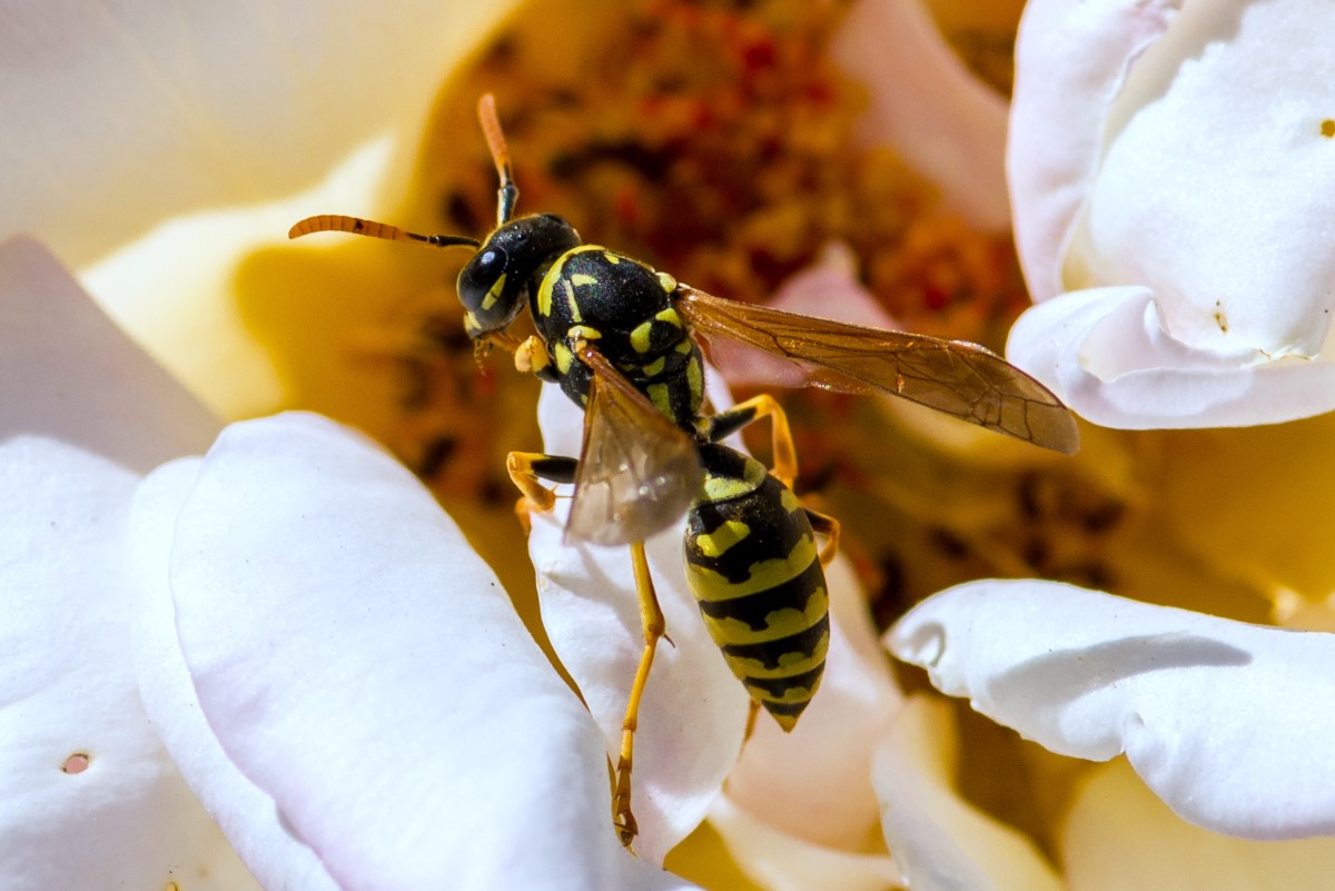 Siviglia (Giardini di Alcazar)