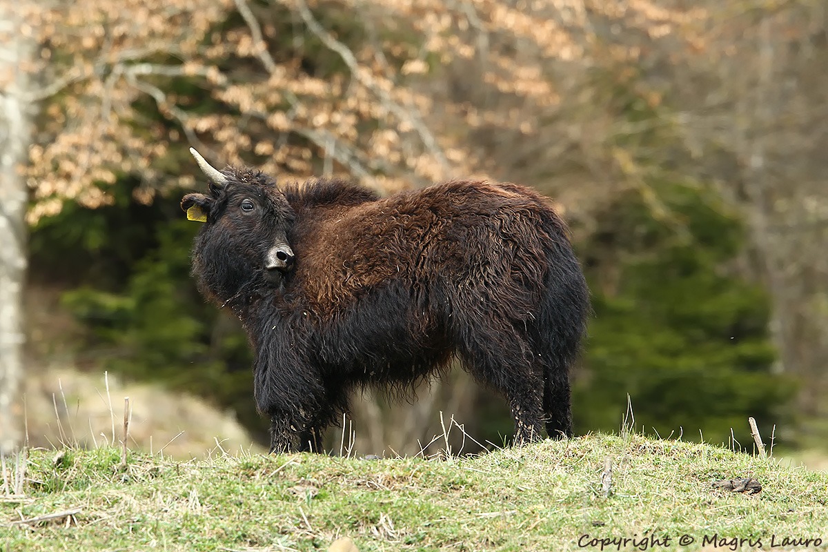 Yack (Bos grunniens Linnaeus, 1766)