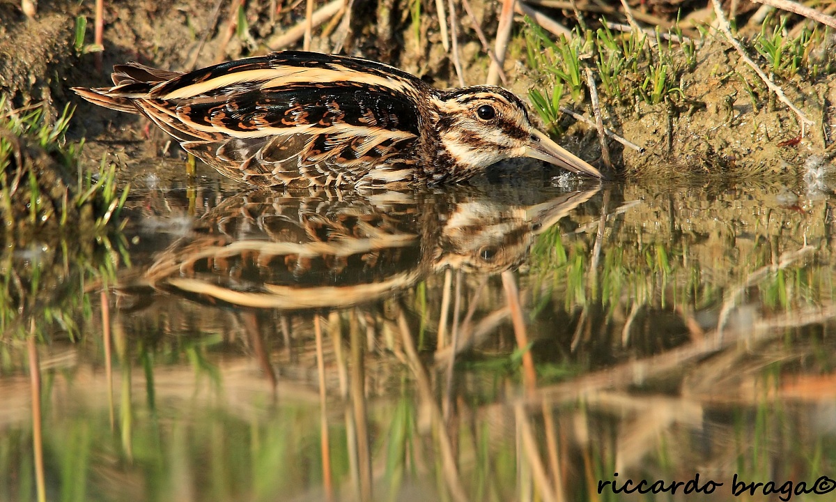 Whisk (Lymnocryptes minimum)