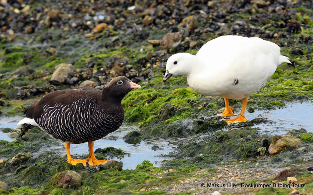 Kelp Goose da Markus Lilje