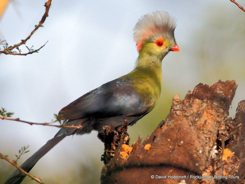 Di Ruspoli Turaco da David Hoddinott