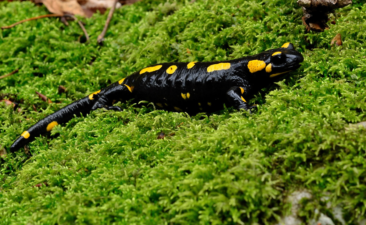 Salamandra