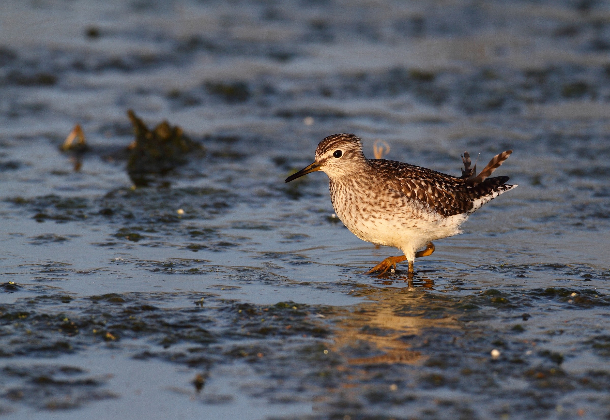 piro pirp boschereccio