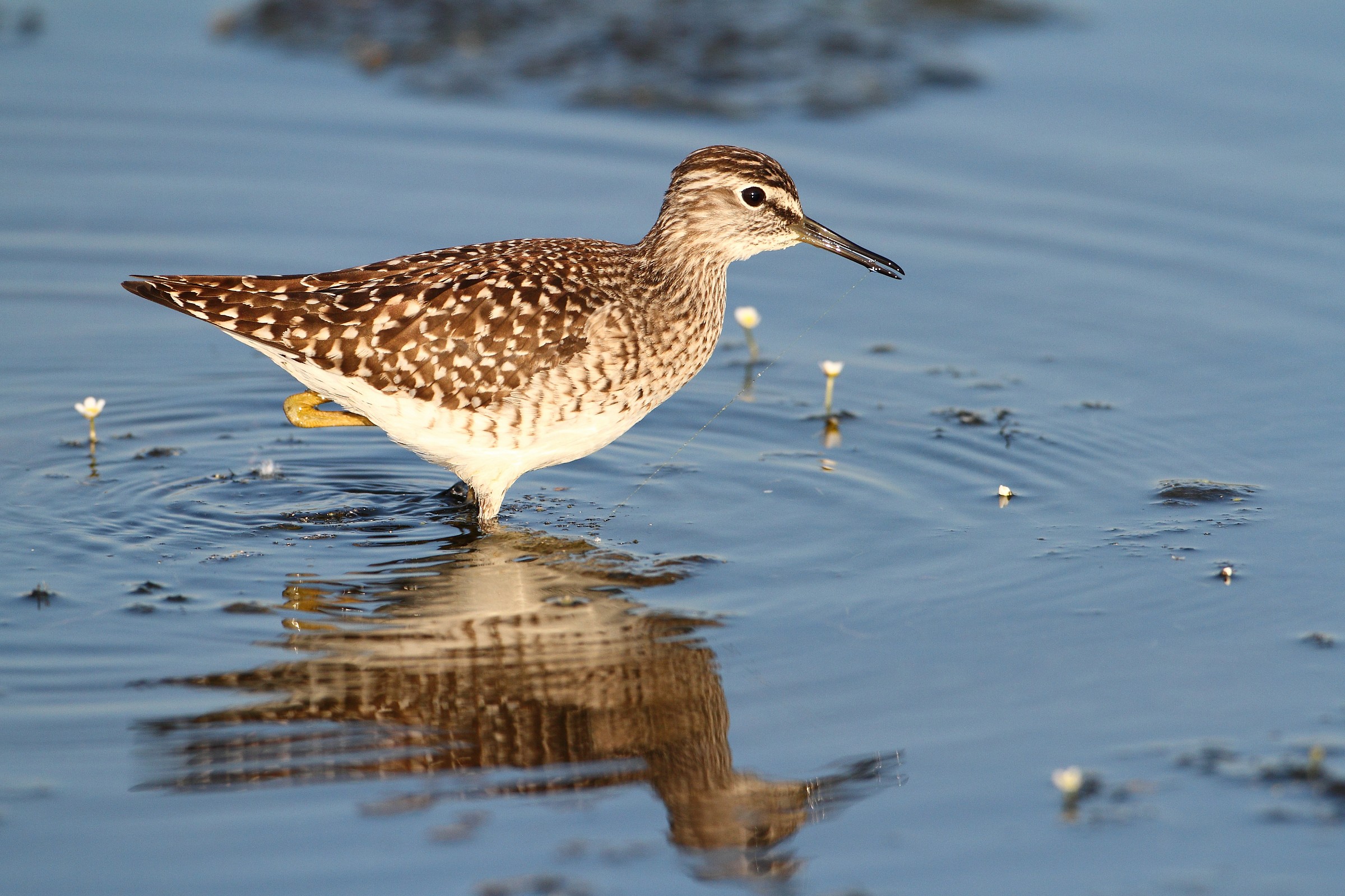 piro pirp boschereccio