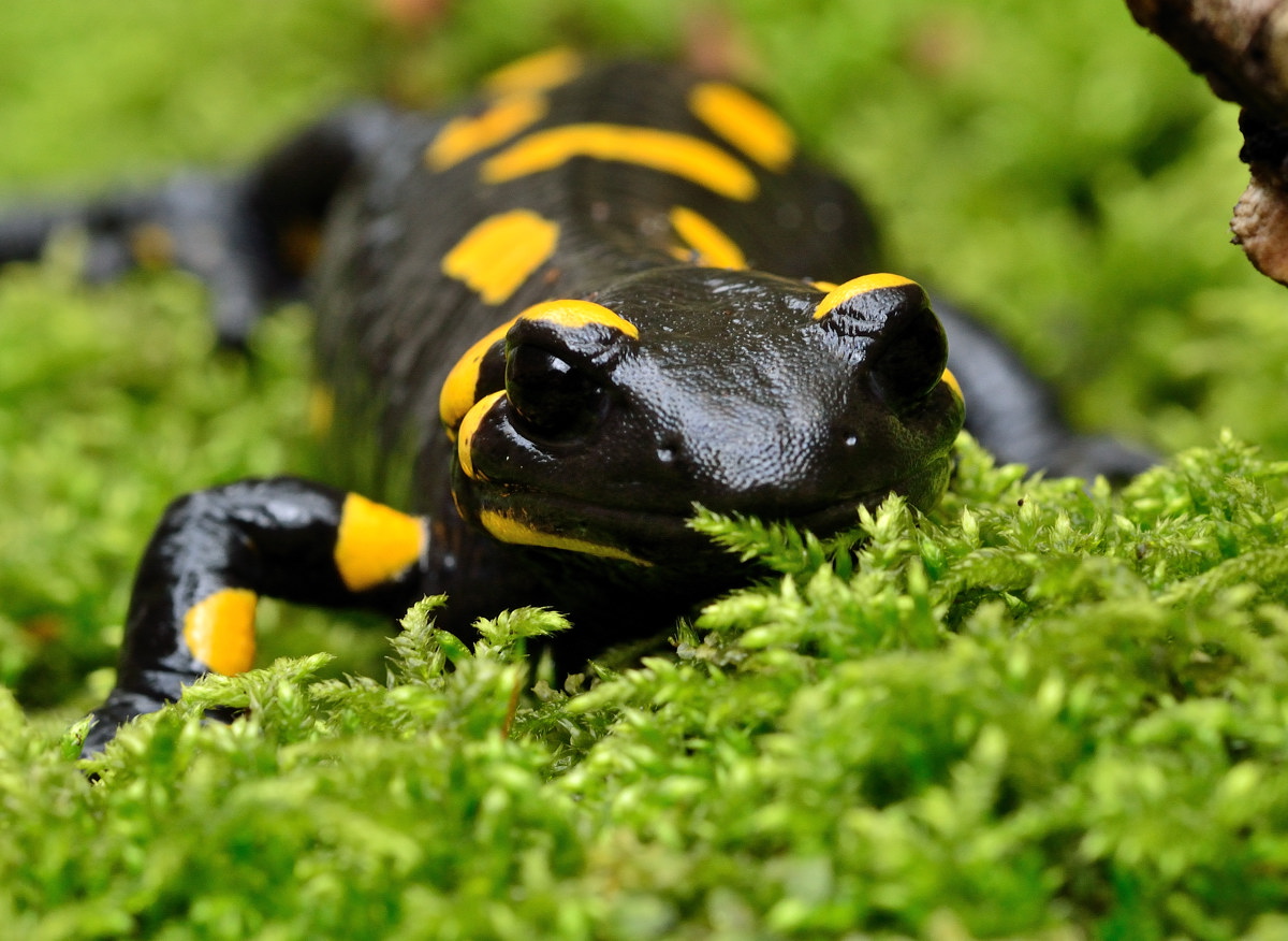 Salamandra