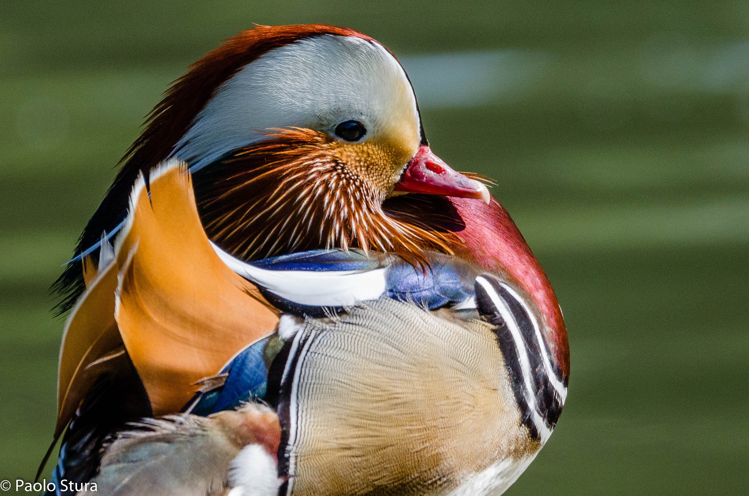Mandarin Duck