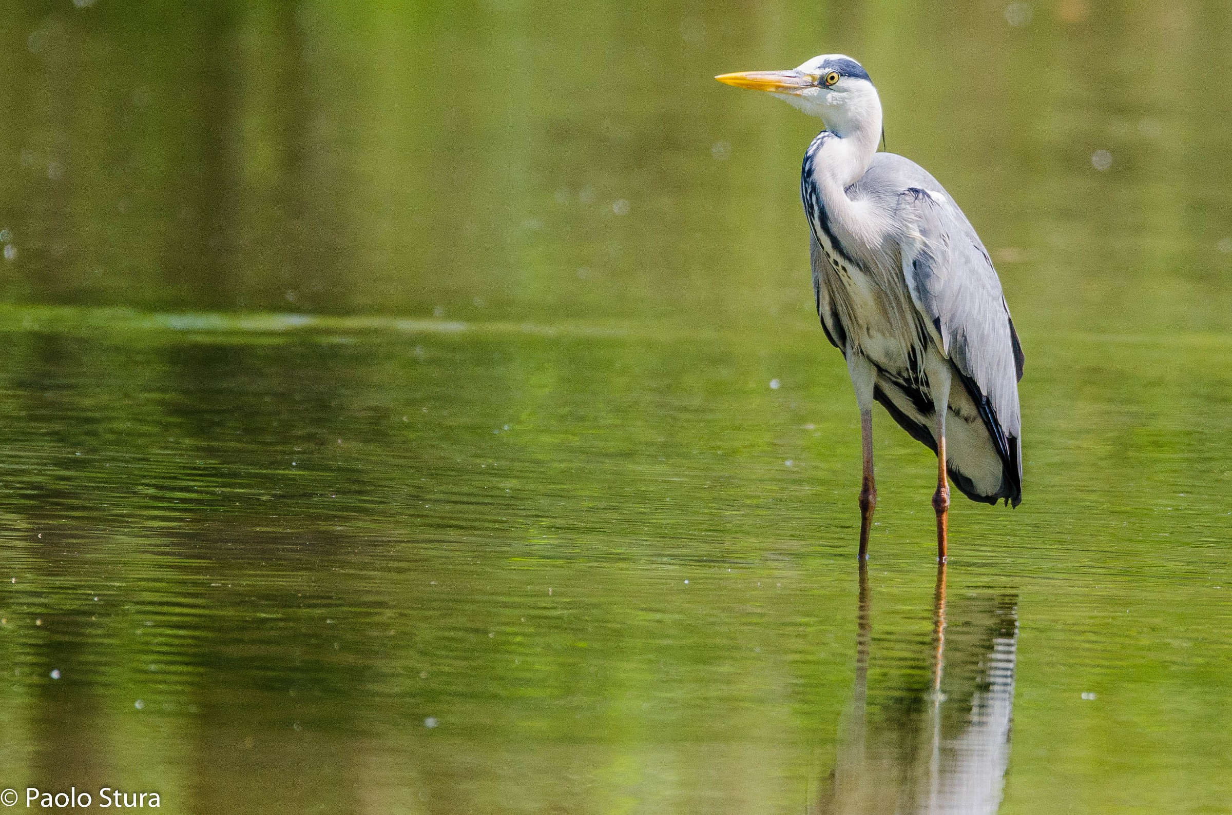 Grey Heron
