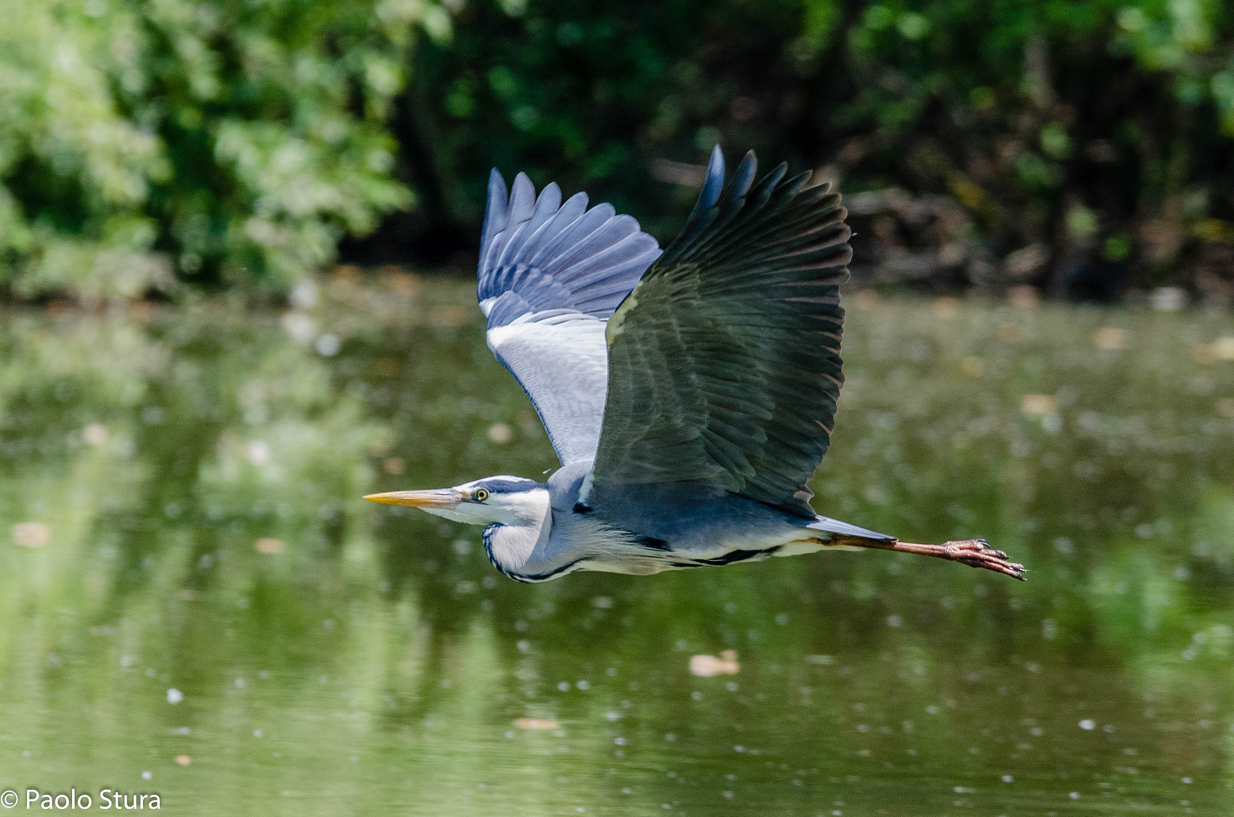 Grey Heron