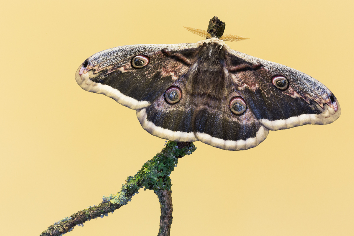 Pavonia greater (Saturnia pyri) - male