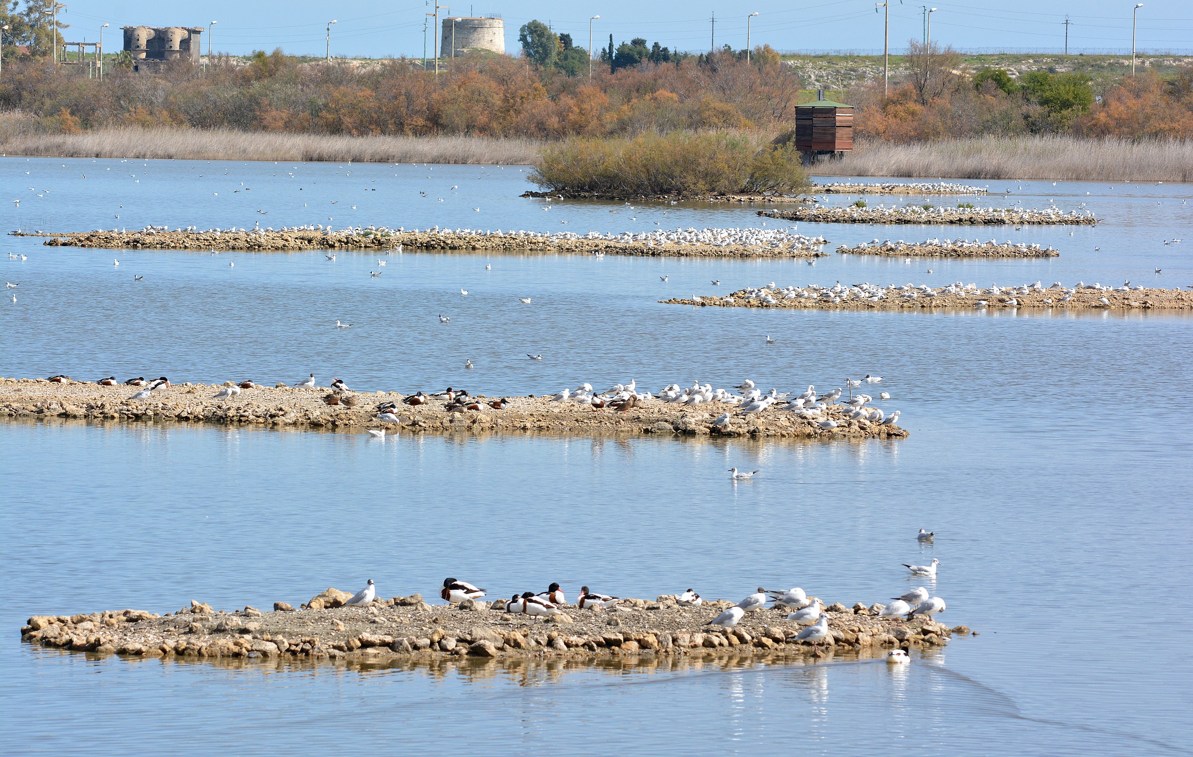 Oasi Saline di Priolo(SR)