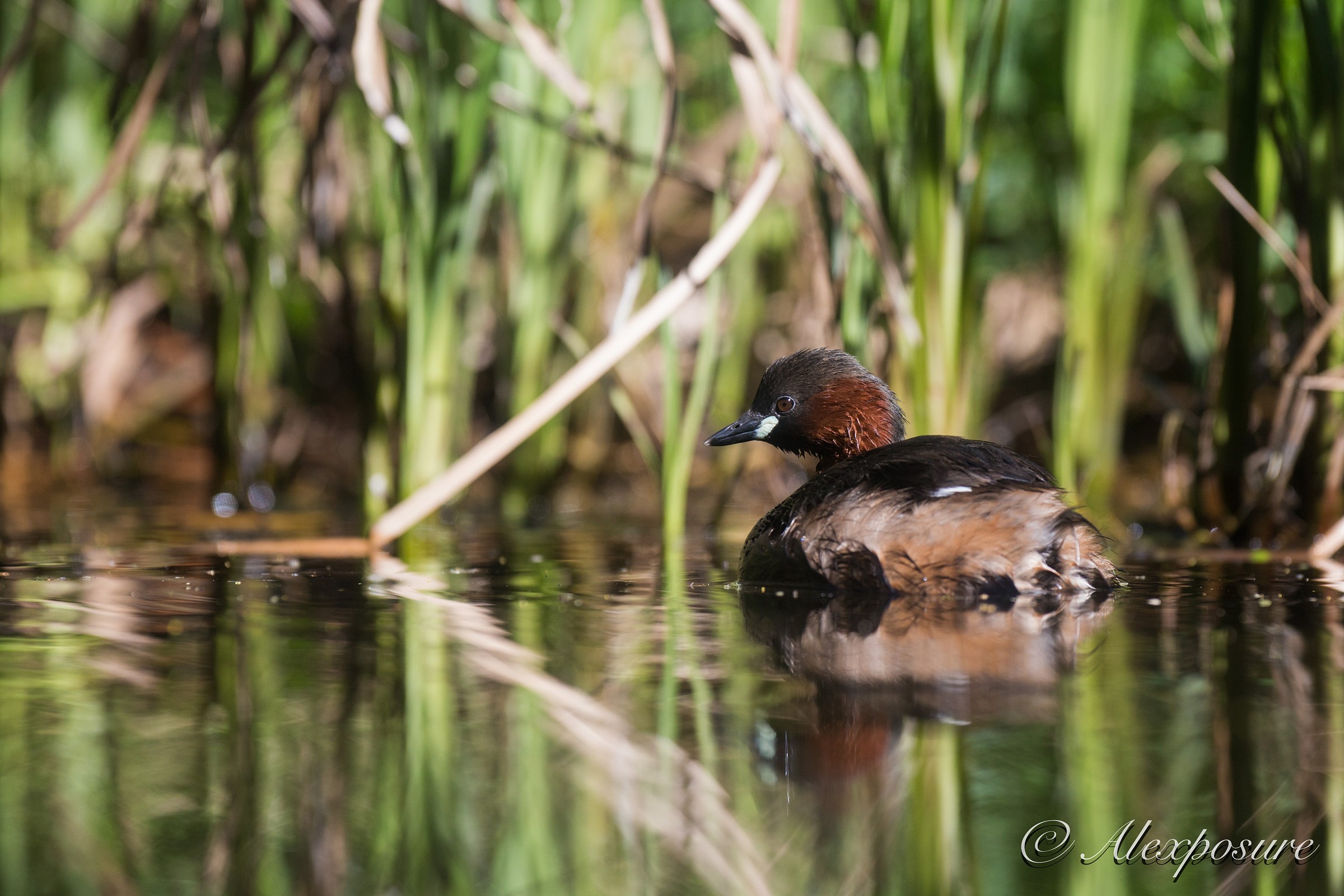 Little Grebe Style