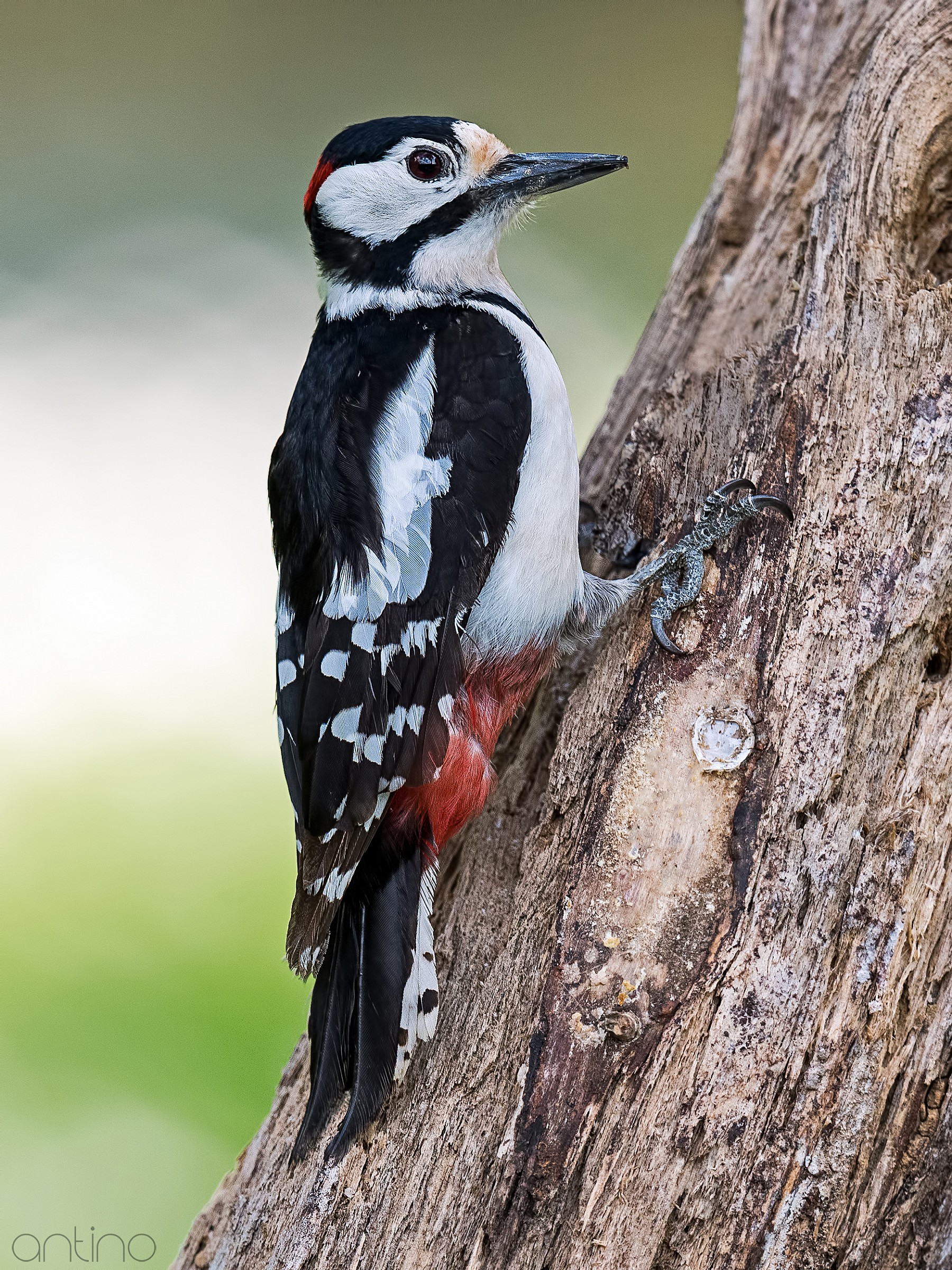 Picchio rosso maggiore