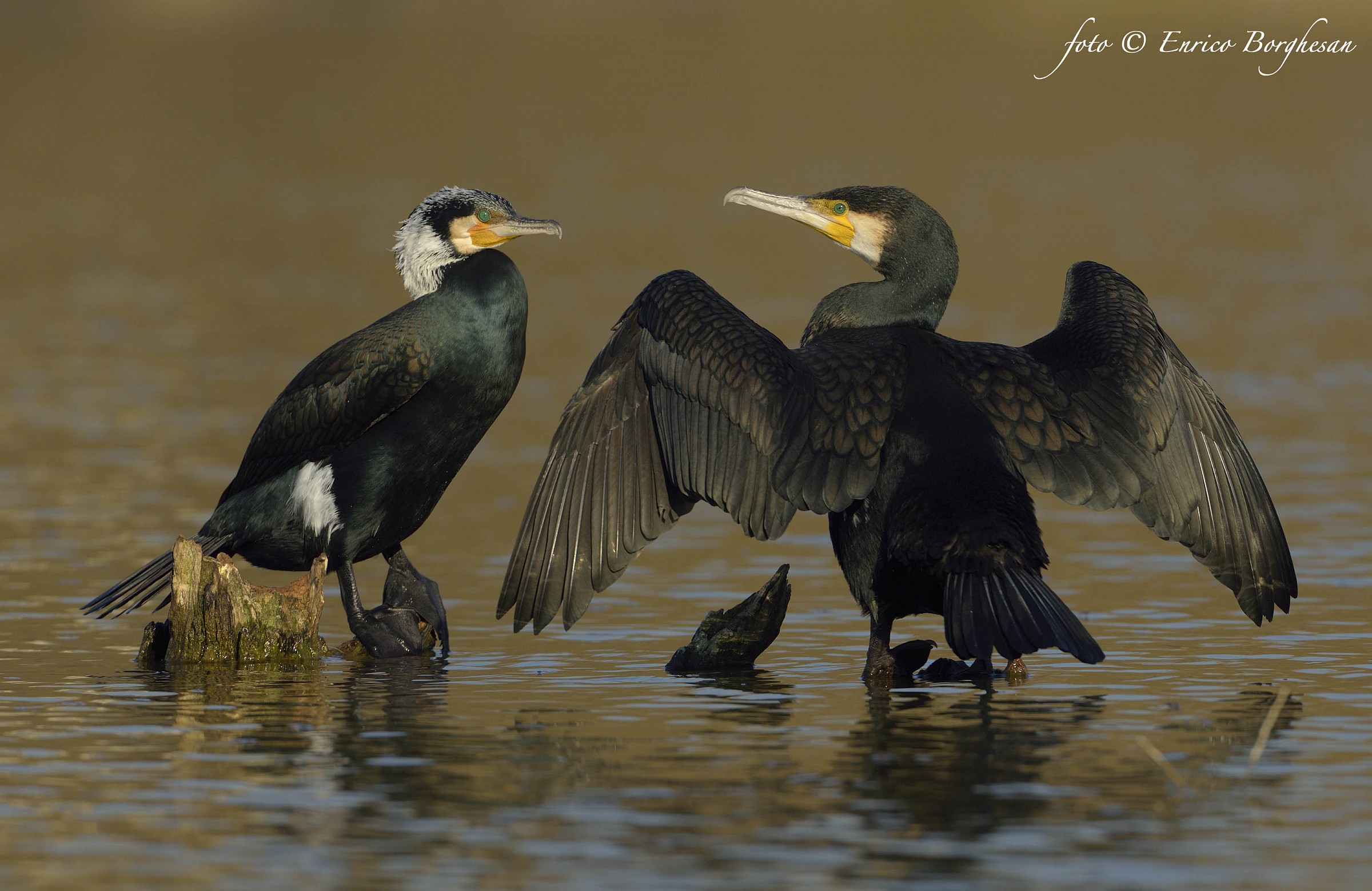 Cormorano