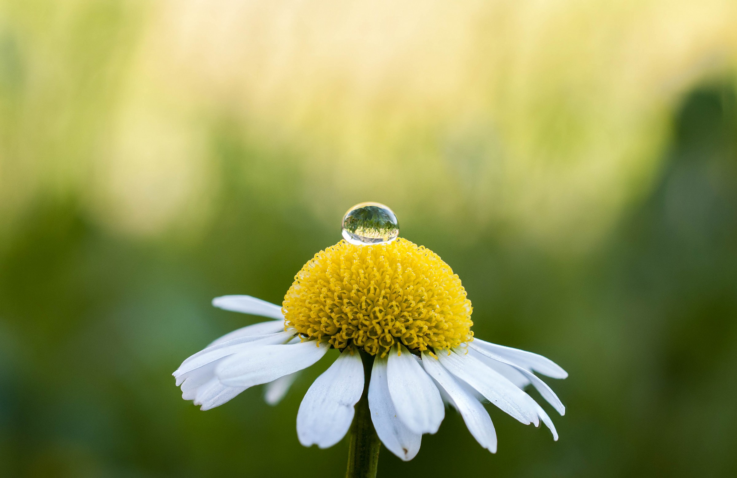 Goccia su margherita