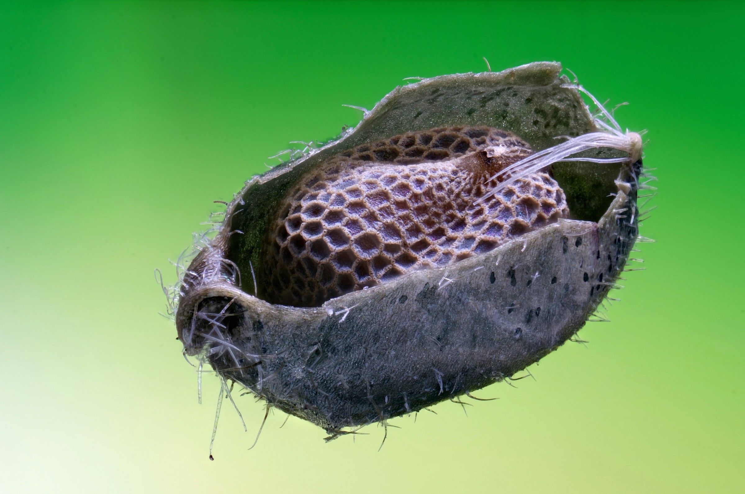 Seme geranium molle nella capsula