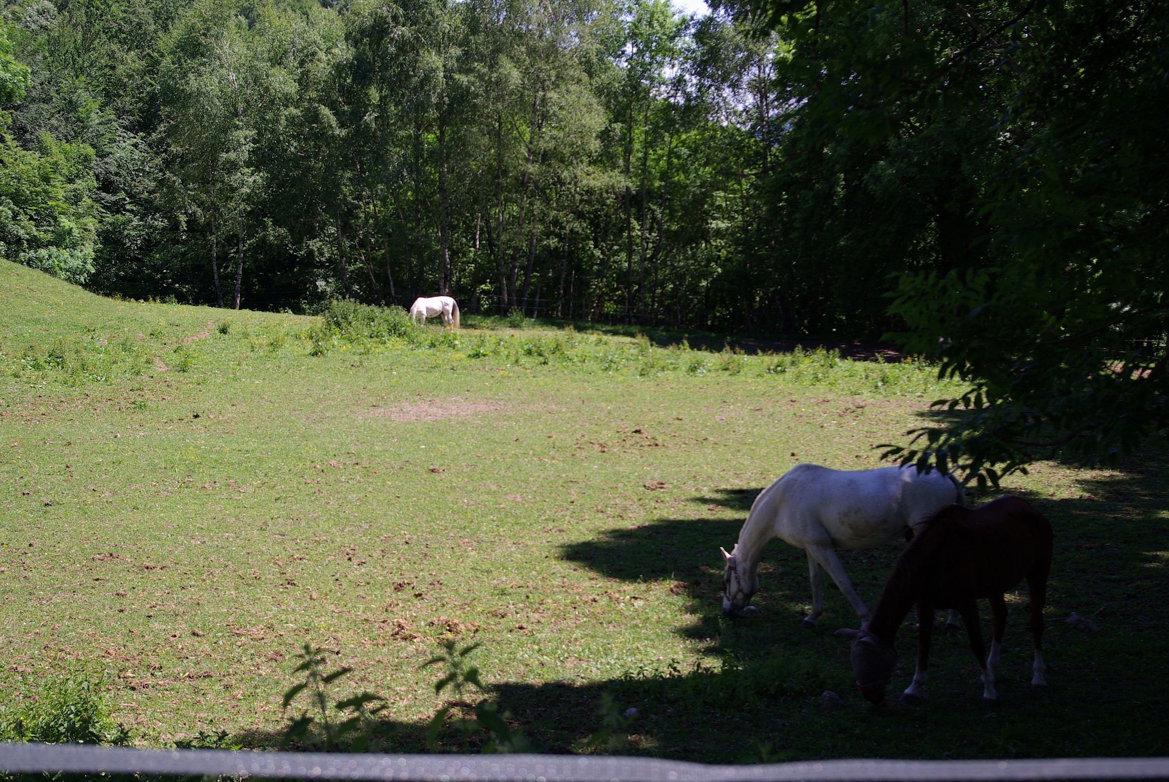 Cavalli al pascolo a Lanzo D'Intelvi.