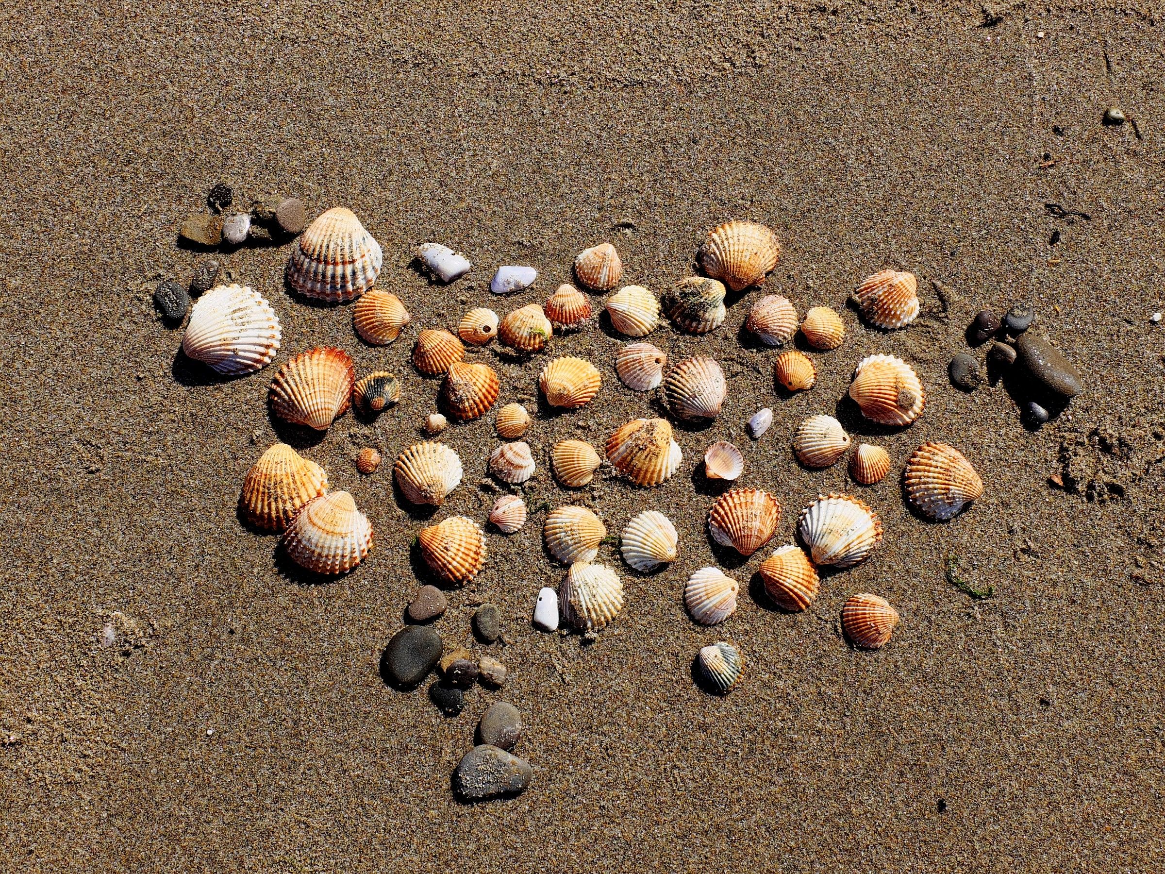 Shells of Lido di Metaponto