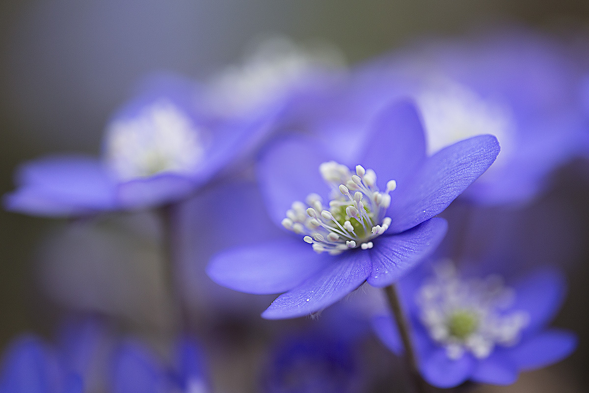 Il sigma 180 macro rimane sempre una gran bella lente!