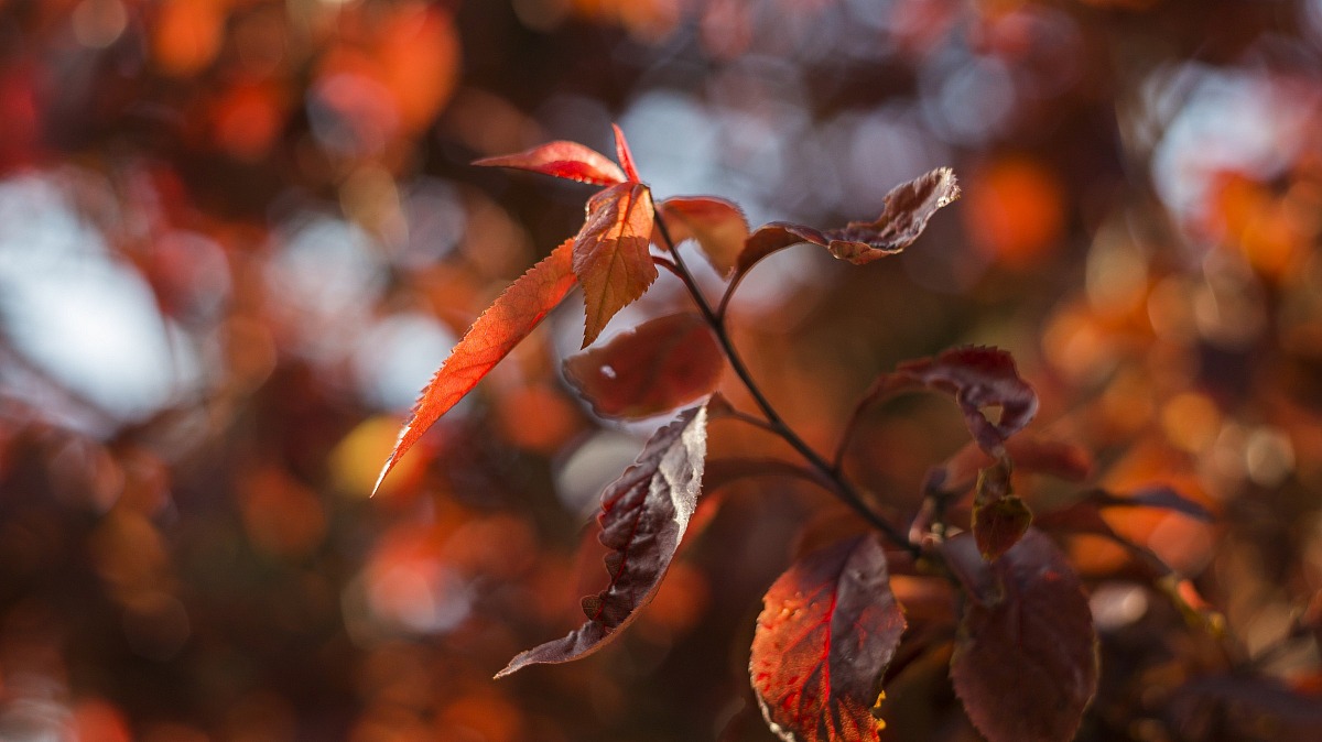 Red leaves