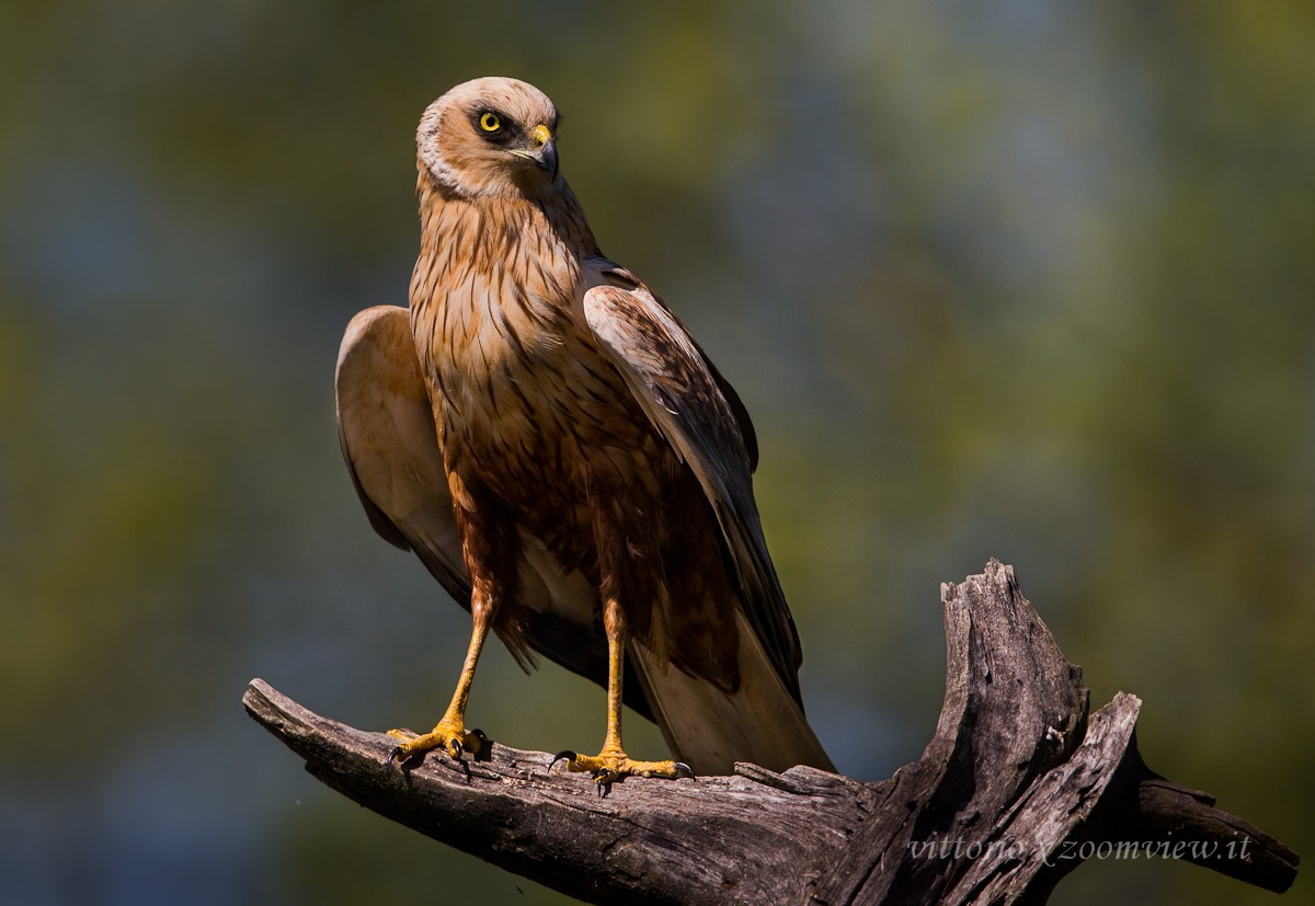 marsh harrier