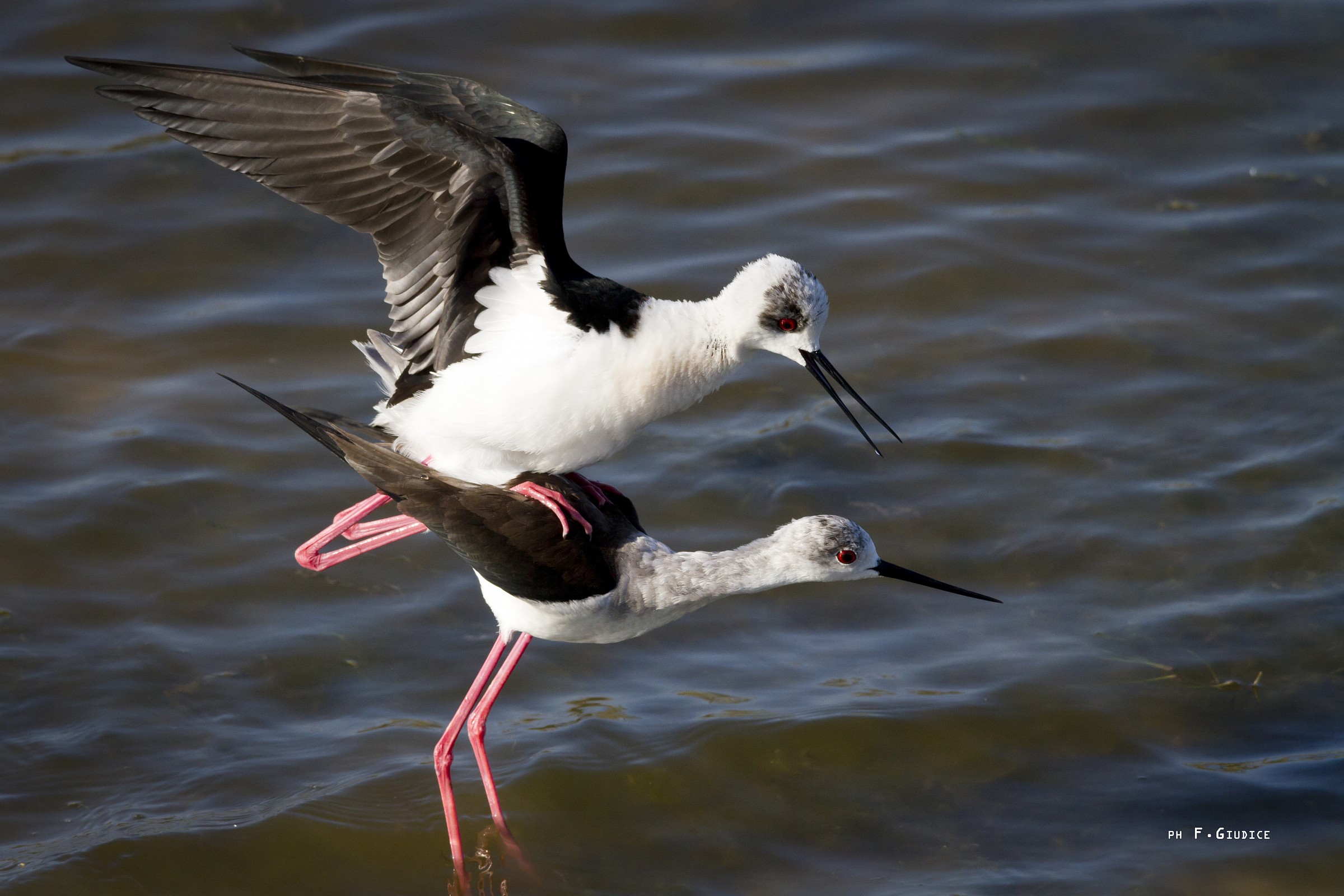 Spring time ... love time.