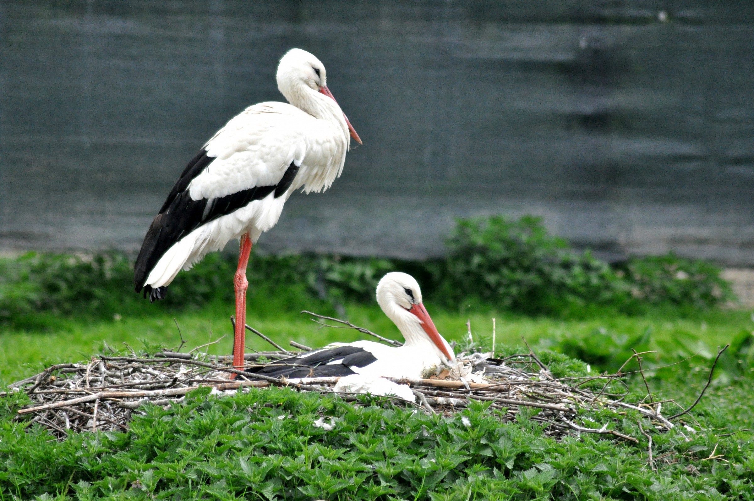 storks