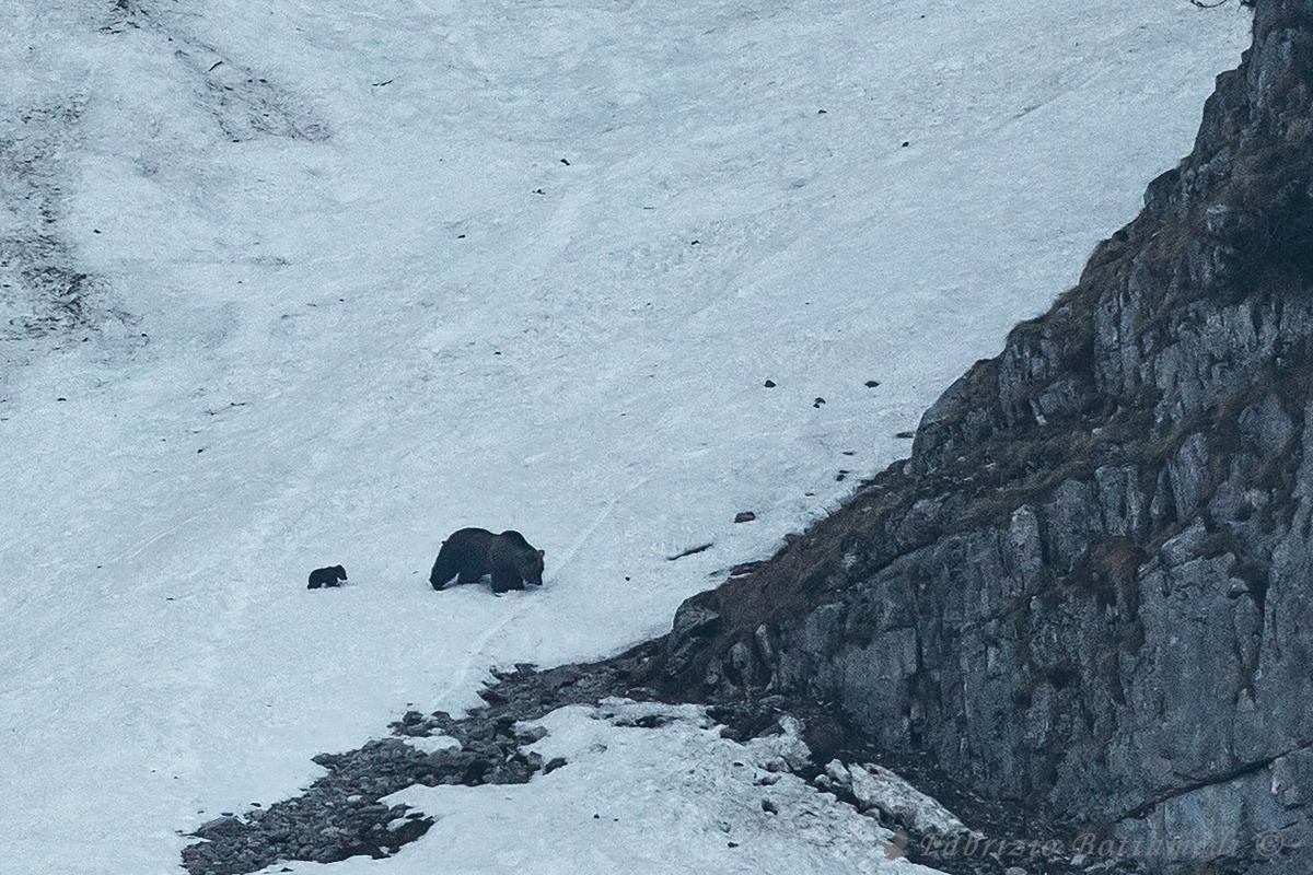 A new bear for the group of Brenta!