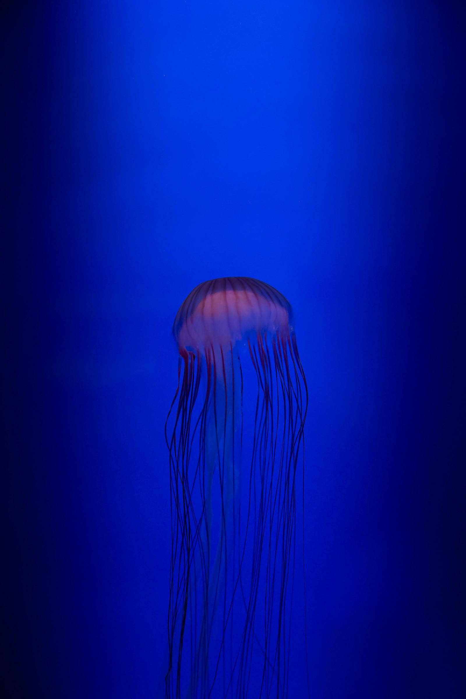 JellyFish II