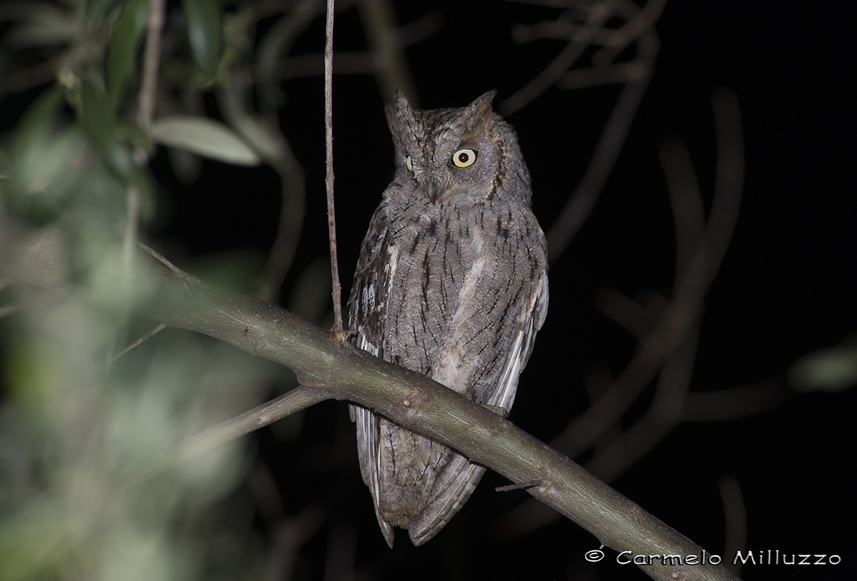 Assiolo femmina _Otus scops_