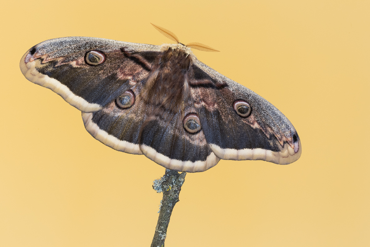 Pavonia greater (Saturnia pyri) - male