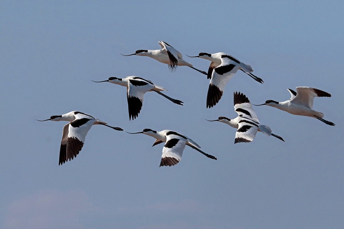 Avocette in volo