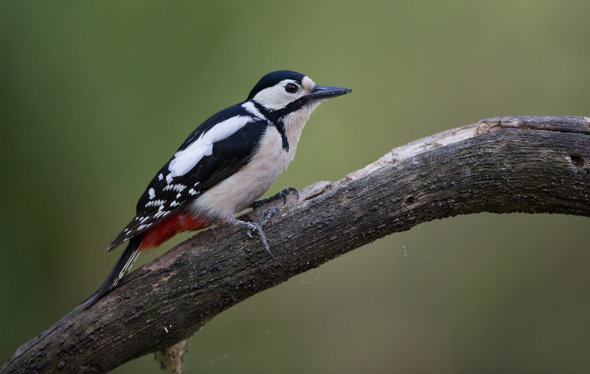 Woodpecker