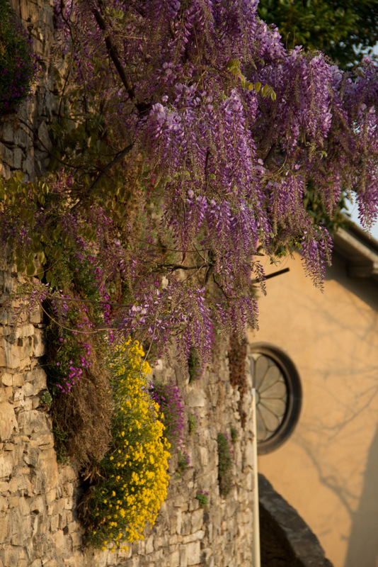 Fiori, fiori e fiori