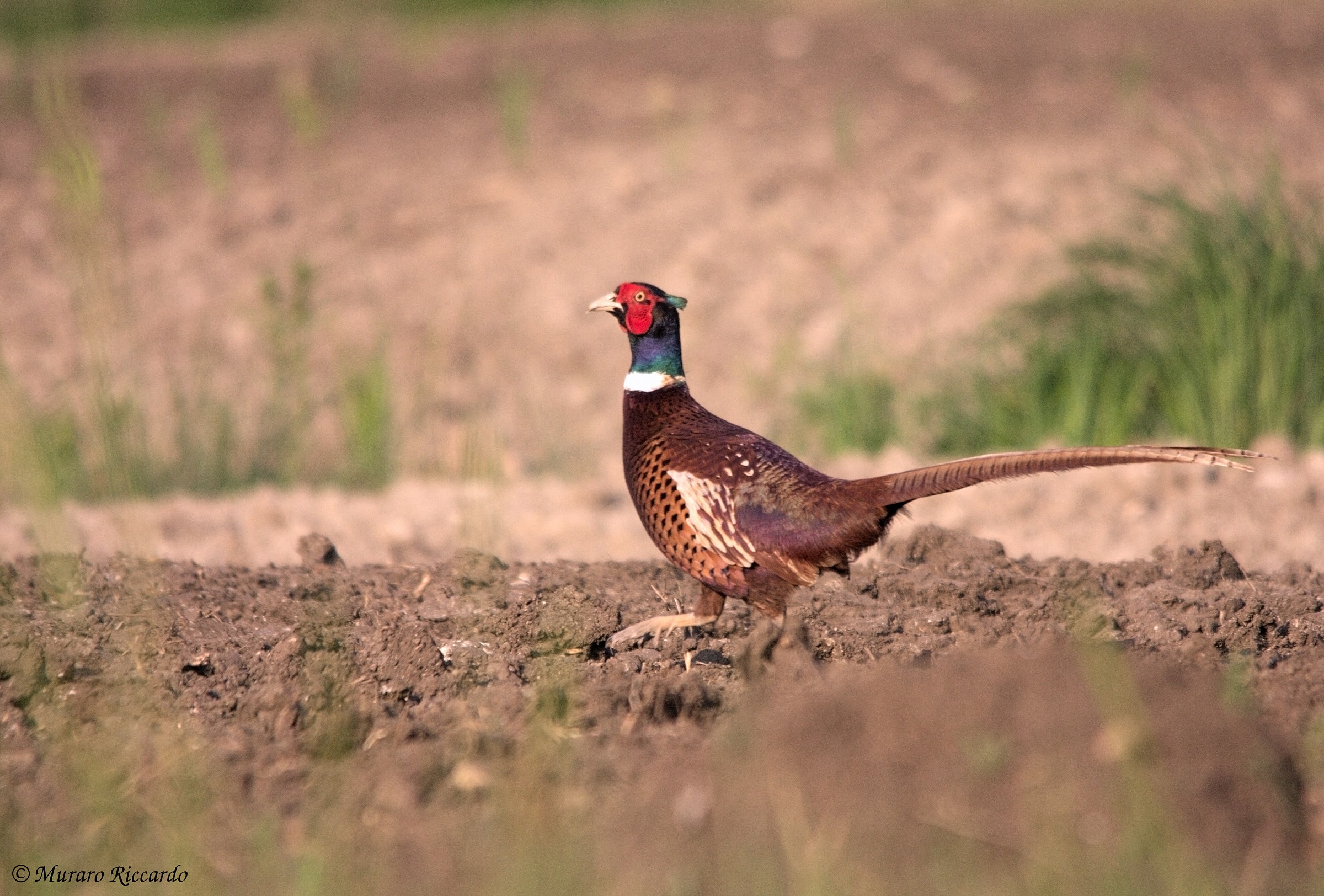 Common Pheasant