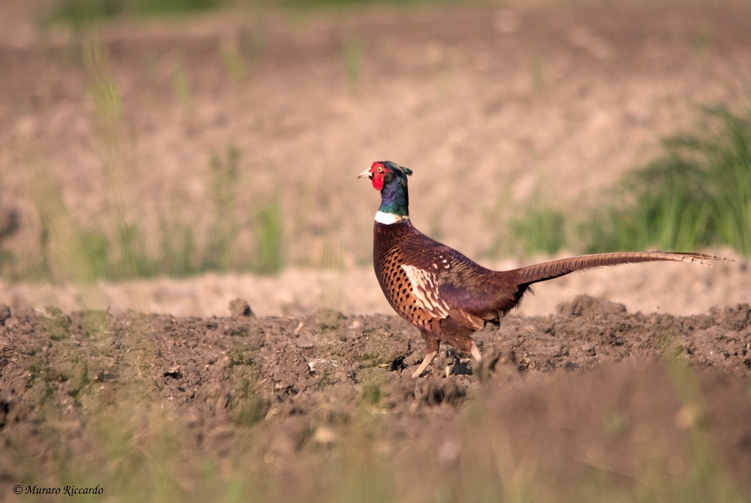 Common Pheasant
