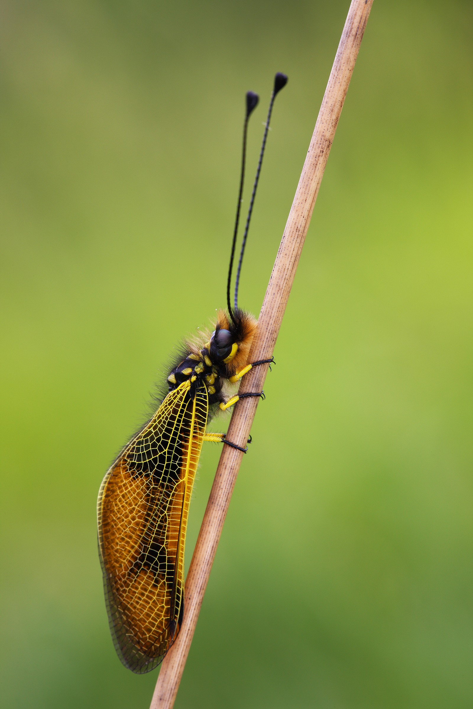 Libelloides longicornis