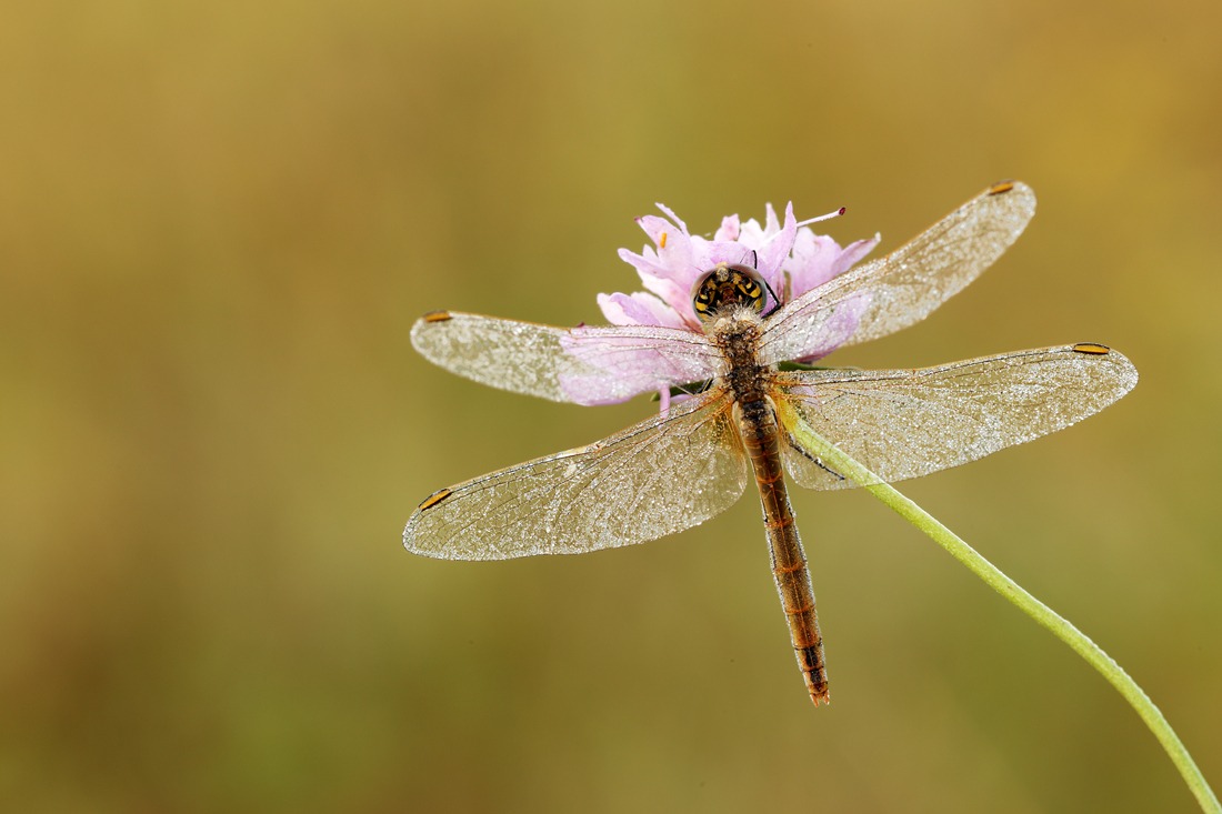 Libellula Sympetrum