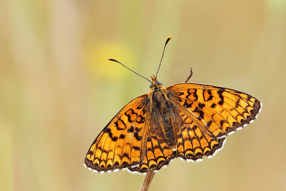 Melitaea phoebe
