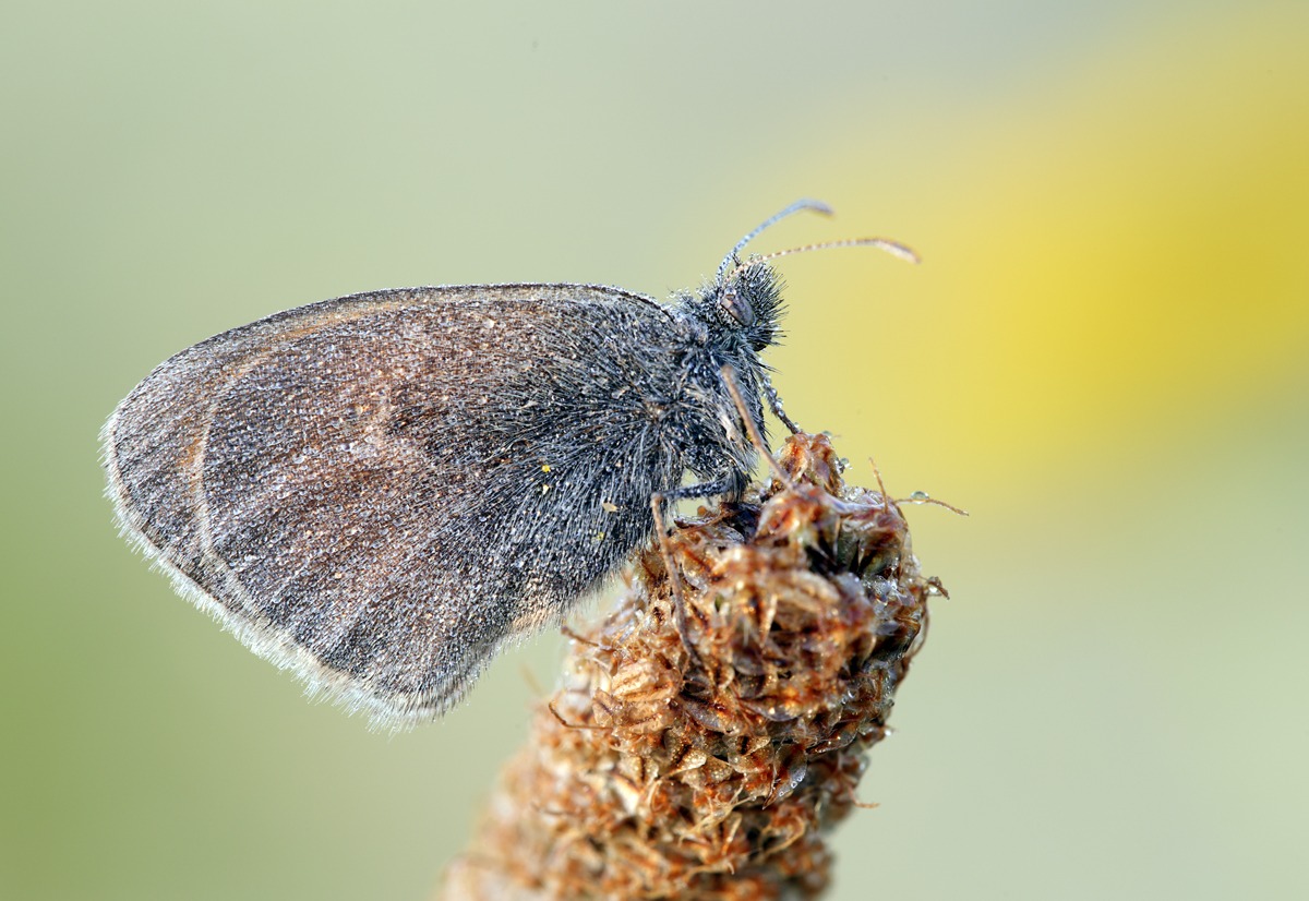 Coenonympha pamphilus