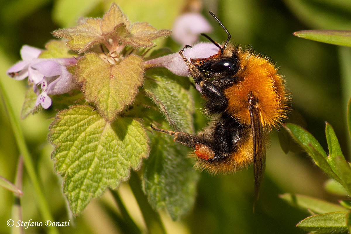 Bombus Pascuorum