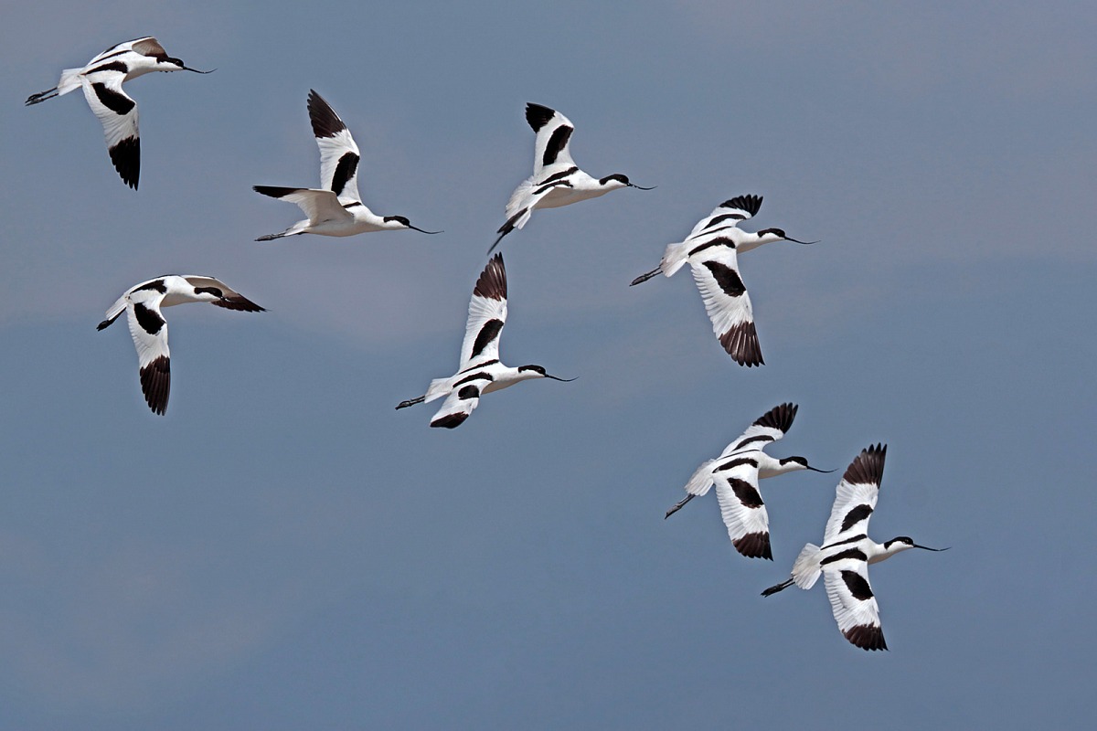 Avocette in volo