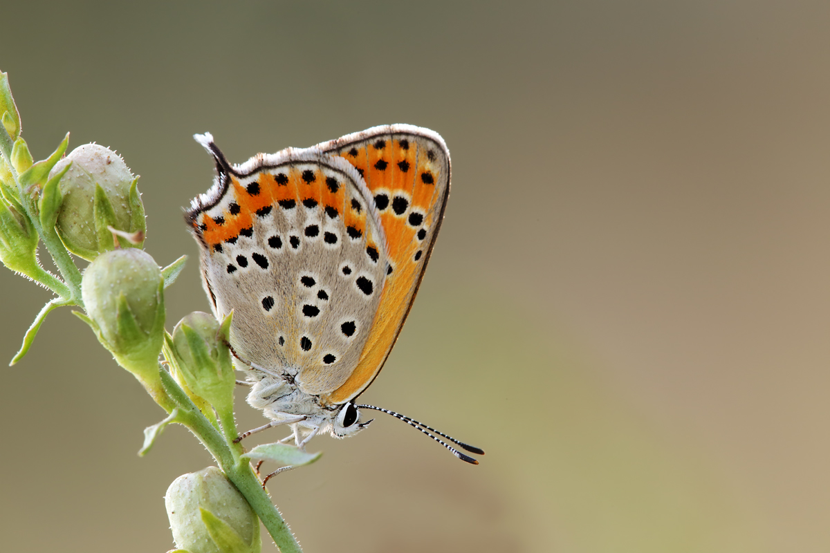 Lycaena Dispar