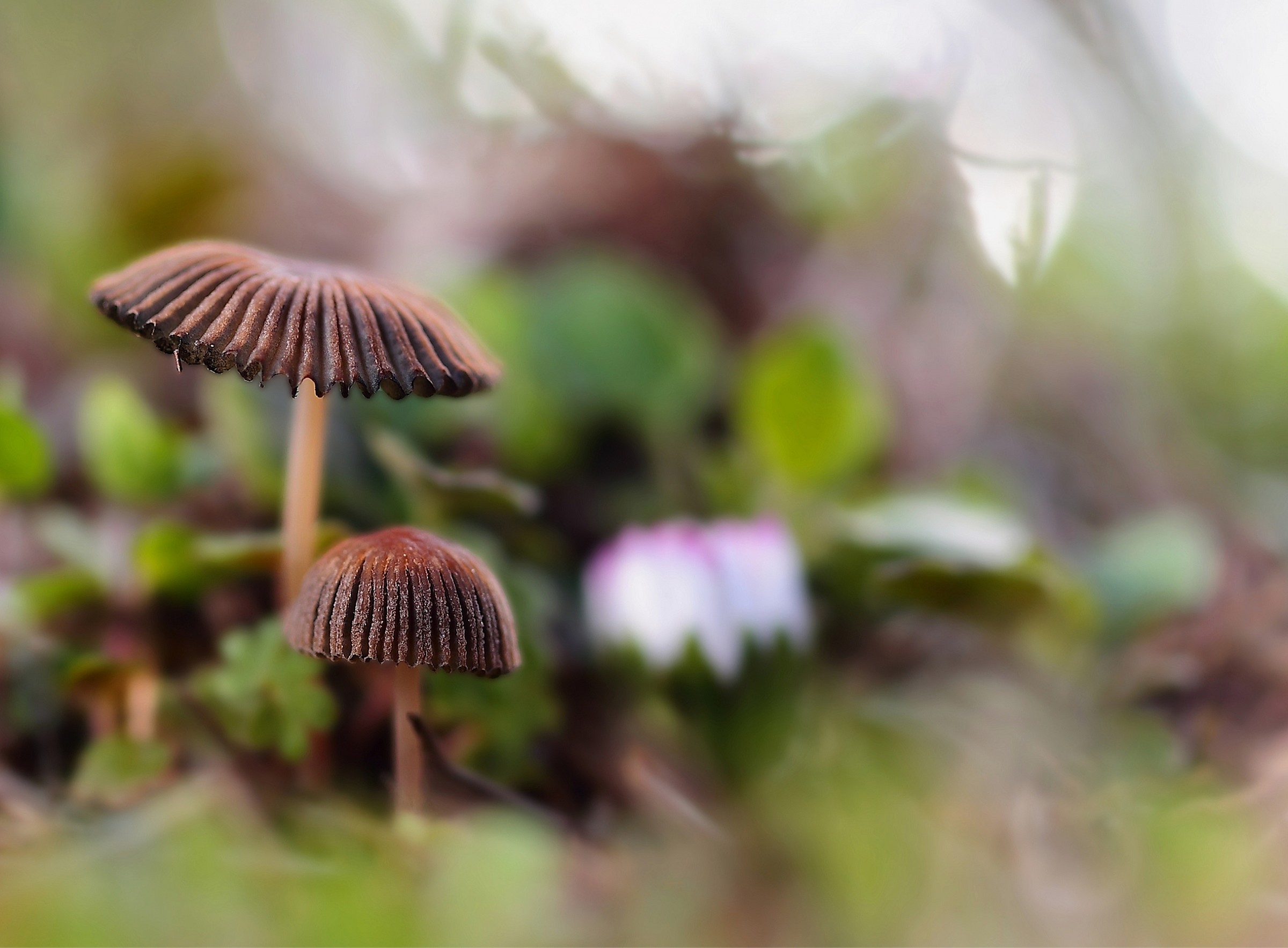 Coprinus leiocephalus